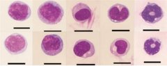 澳门金沙网址：首次从单细胞尺度系统性地描绘了中性粒细胞在稳态和炎症状态